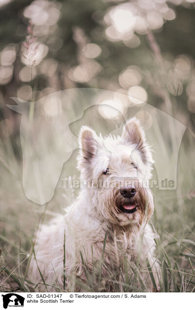 white Scottish Terrier / SAD-01347