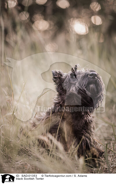black Scottish Terrier / SAD-01353