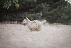 white Scottish Terrier