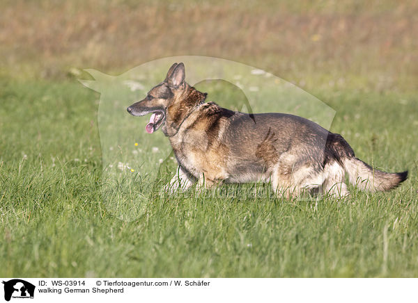 walking German Shepherd / WS-03914