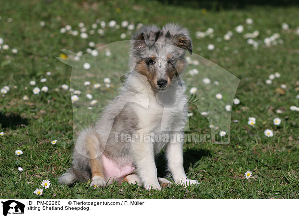 sitting Shetland Sheepdog / PM-02260