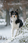 Shetland Sheppdog in winter