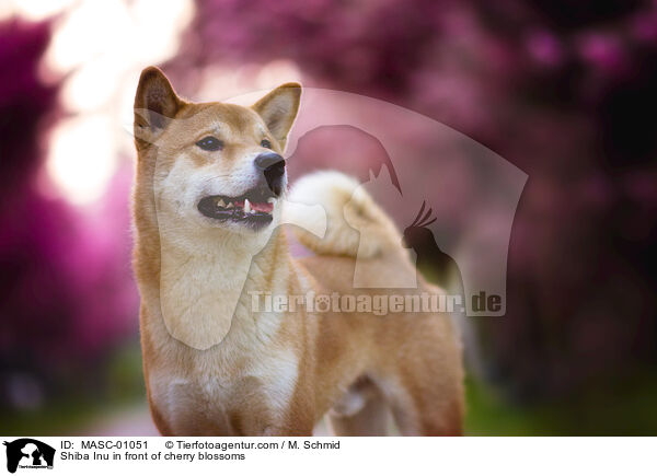 Shiba Inu in front of cherry blossoms / MASC-01051