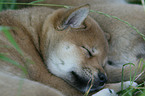 sleeping Shiba Inu puppy