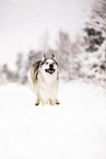 Siberian Husky in winter