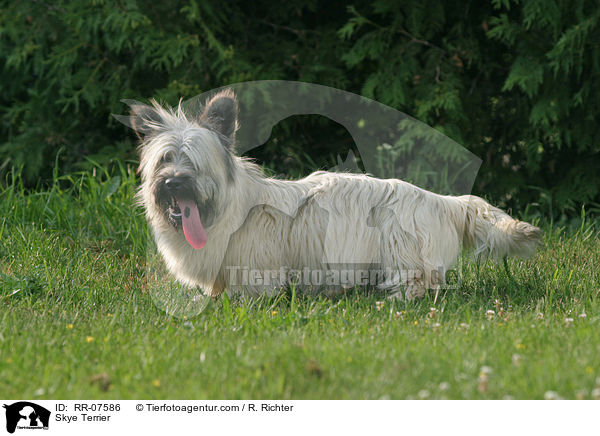 Skye Terrier / RR-07586