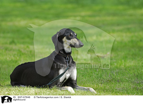 sighthound / SST-07646