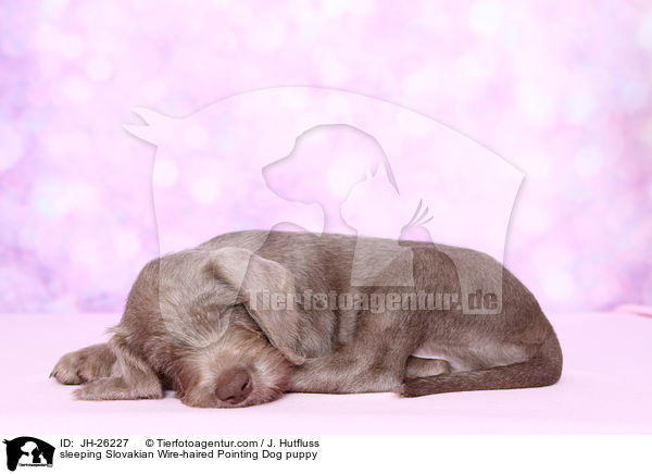 sleeping Slovakian Wire-haired Pointing Dog puppy / JH-26227