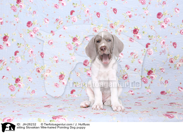 sitting Slovakian Wire-haired Pointing Dog puppy / JH-26232