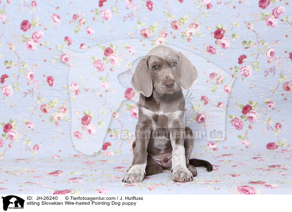 sitting Slovakian Wire-haired Pointing Dog puppy / JH-26240