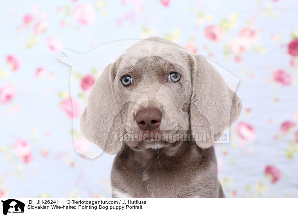 Slovakian Wire-haired Pointing Dog puppy Portrait / JH-26241