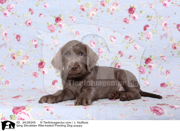 lying Slovakian Wire-haired Pointing Dog puppy / JH-26245