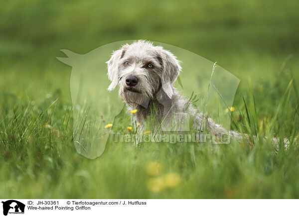 Wire-haired Pointing Griffon / JH-30361