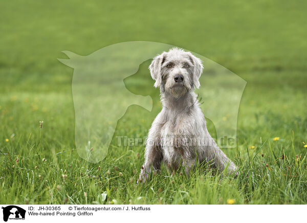 Wire-haired Pointing Griffon / JH-30365