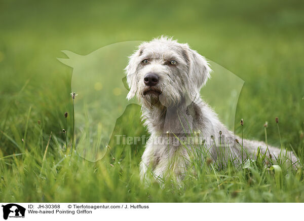 Wire-haired Pointing Griffon / JH-30368