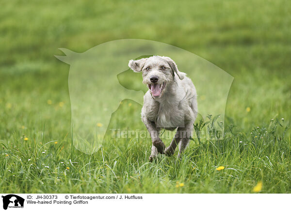 Wire-haired Pointing Griffon / JH-30373