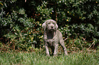 Slovakian Wire-haired Pointing Dog puppy