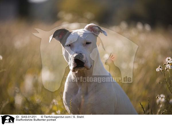 Staffordshire Bullterrier portrait / SAS-01251