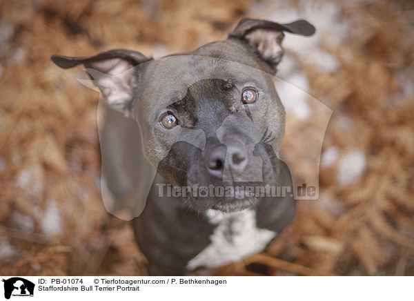 Staffordshire Bull Terrier Portrait / PB-01074