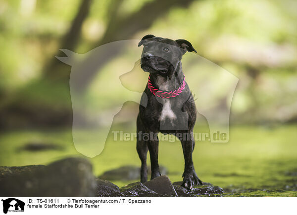 female Staffordshire Bull Terrier / TS-01611