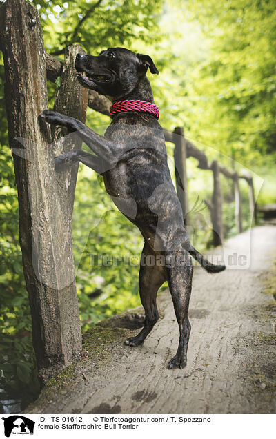 female Staffordshire Bull Terrier / TS-01612