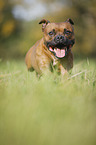 running Staffordshire Bull Terrier