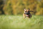 running Staffordshire Bull Terrier