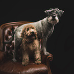 Standard Schnauzer and Goldendoodle