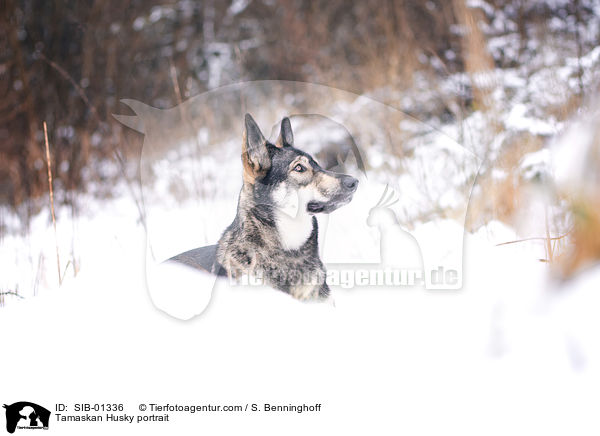 Tamaskan Husky portrait / SIB-01336