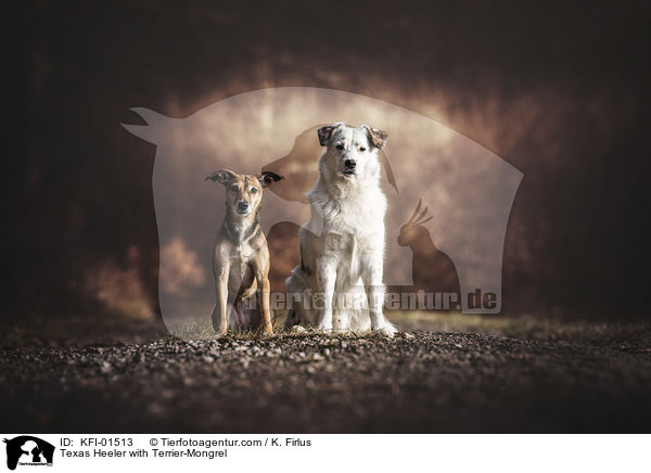 Texas Heeler with Terrier-Mongrel / KFI-01513