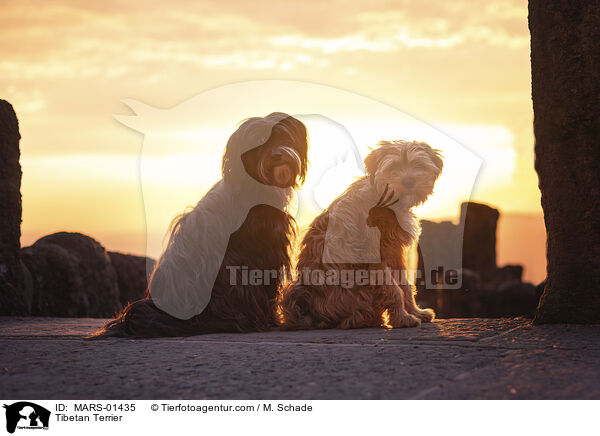 Tibetan Terrier / MARS-01435