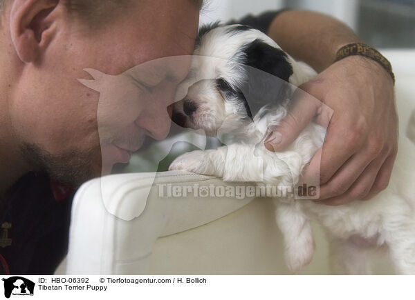 Tibetan Terrier Puppy / HBO-06392