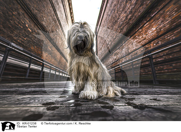 Tibetan Terrier / KR-01238