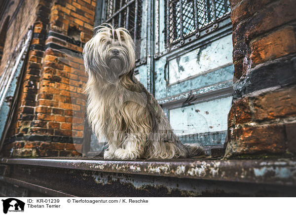 Tibetan Terrier / KR-01239