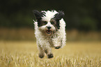 running Tibetan Terrier
