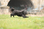 black Tibetan Terrier
