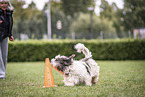 Tibetan Terrier at dog sport