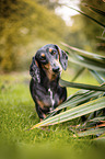 dachshund in the garden