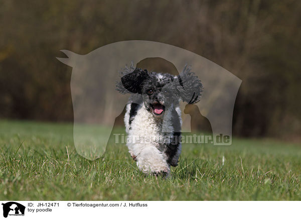 toy poodle / JH-12471