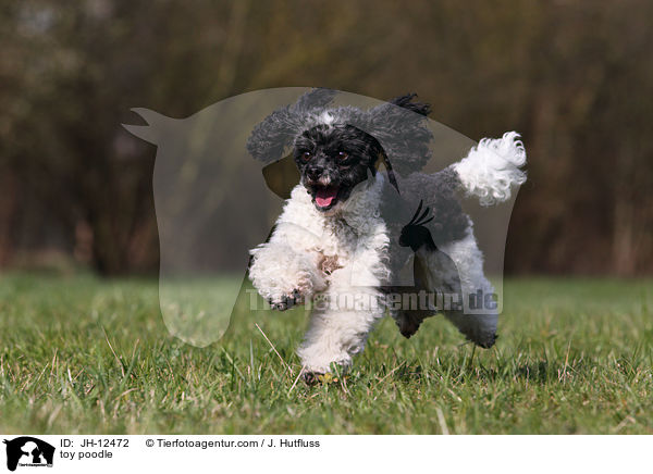 toy poodle / JH-12472