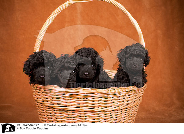 4 Toy Poodle Puppies / MAZ-04527