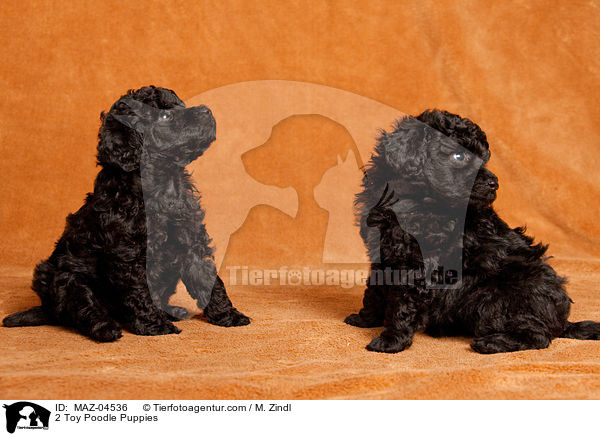 2 Toy Poodle Puppies / MAZ-04536