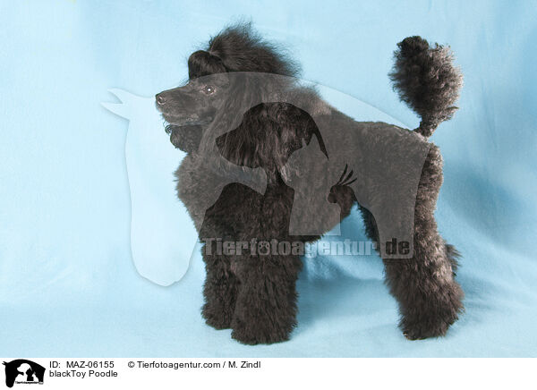 blackToy Poodle / MAZ-06155