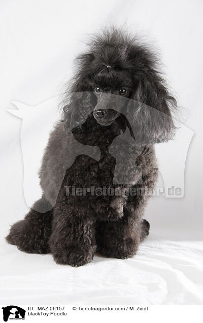 blackToy Poodle / MAZ-06157