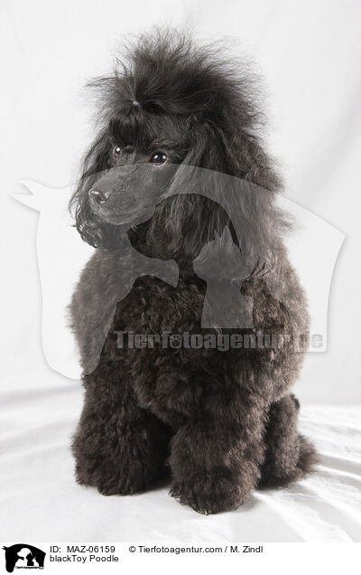 schwarzer Toypudel / blackToy Poodle / MAZ-06159