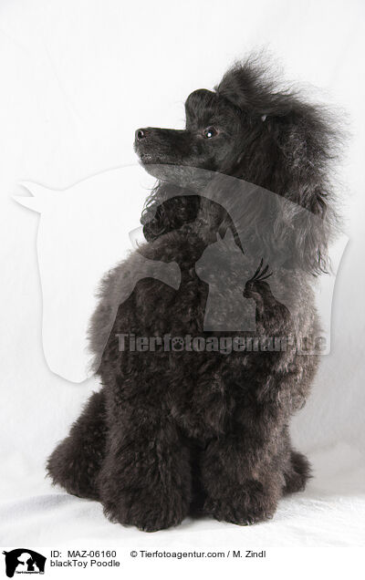 schwarzer Toypudel / blackToy Poodle / MAZ-06160