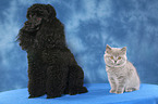 Miniature Poodle and Kitten