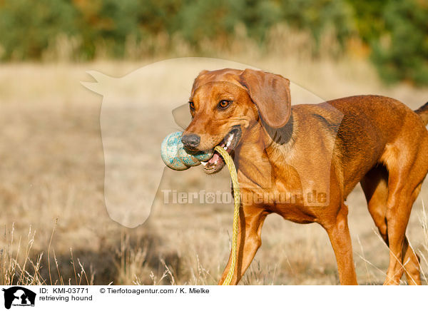 retrieving hound / KMI-03771