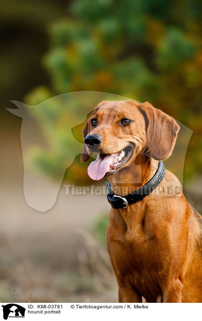 hound portrait / KMI-03781