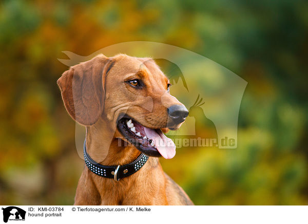 hound portrait / KMI-03784
